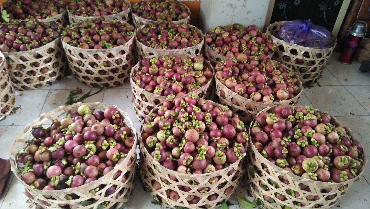 Esa Di Kubu Homestay Singaraja Buitenkant foto